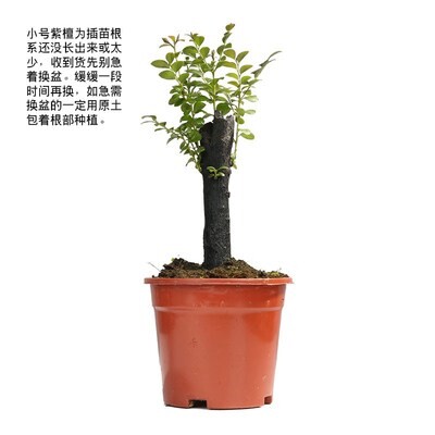镇宅绿植办公室绿色植物盆景小叶老桩花盆树桩阳台桃树桌面卧