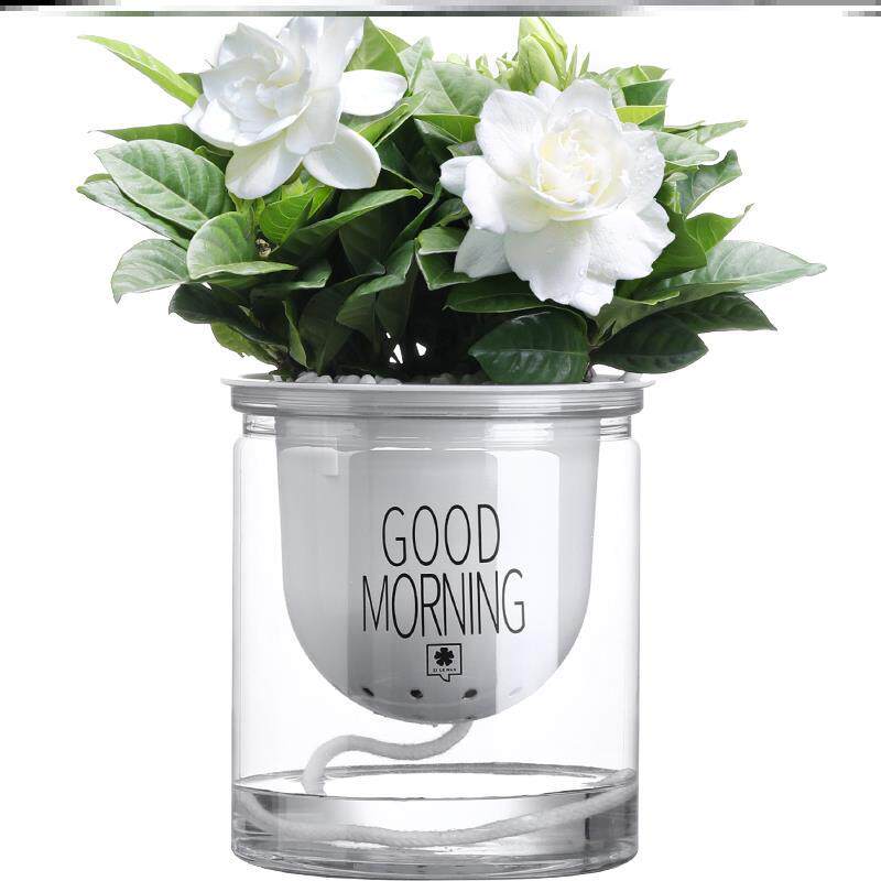 办公室盆栽绿植多肉植物发财树新款夏季绿色小绿植书房红掌带花盘