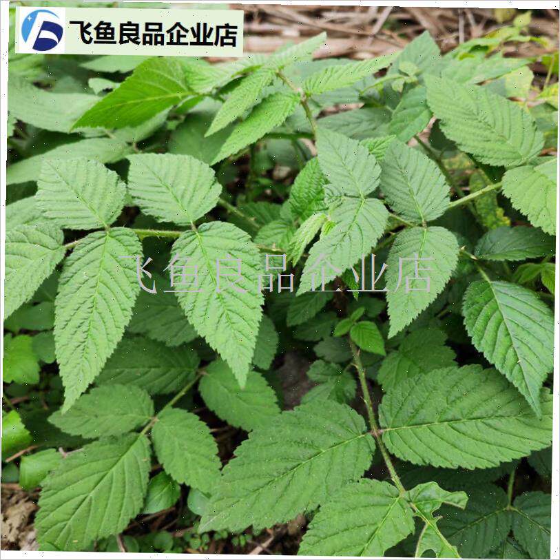 野草莓蓬蘽覆盆子苗灯笼泡农村覆盆树H莓带盆栽水果泡易种野外生,