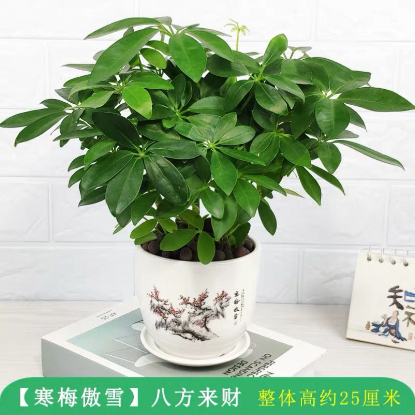 七叶莲盆栽生肖虎招财室内八方来财植物四季青招财旺宅镇宅花卉