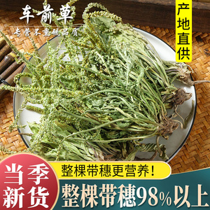 车前草500克g干货新鲜袋包搭猫爪草猫抓草车前子非中药材