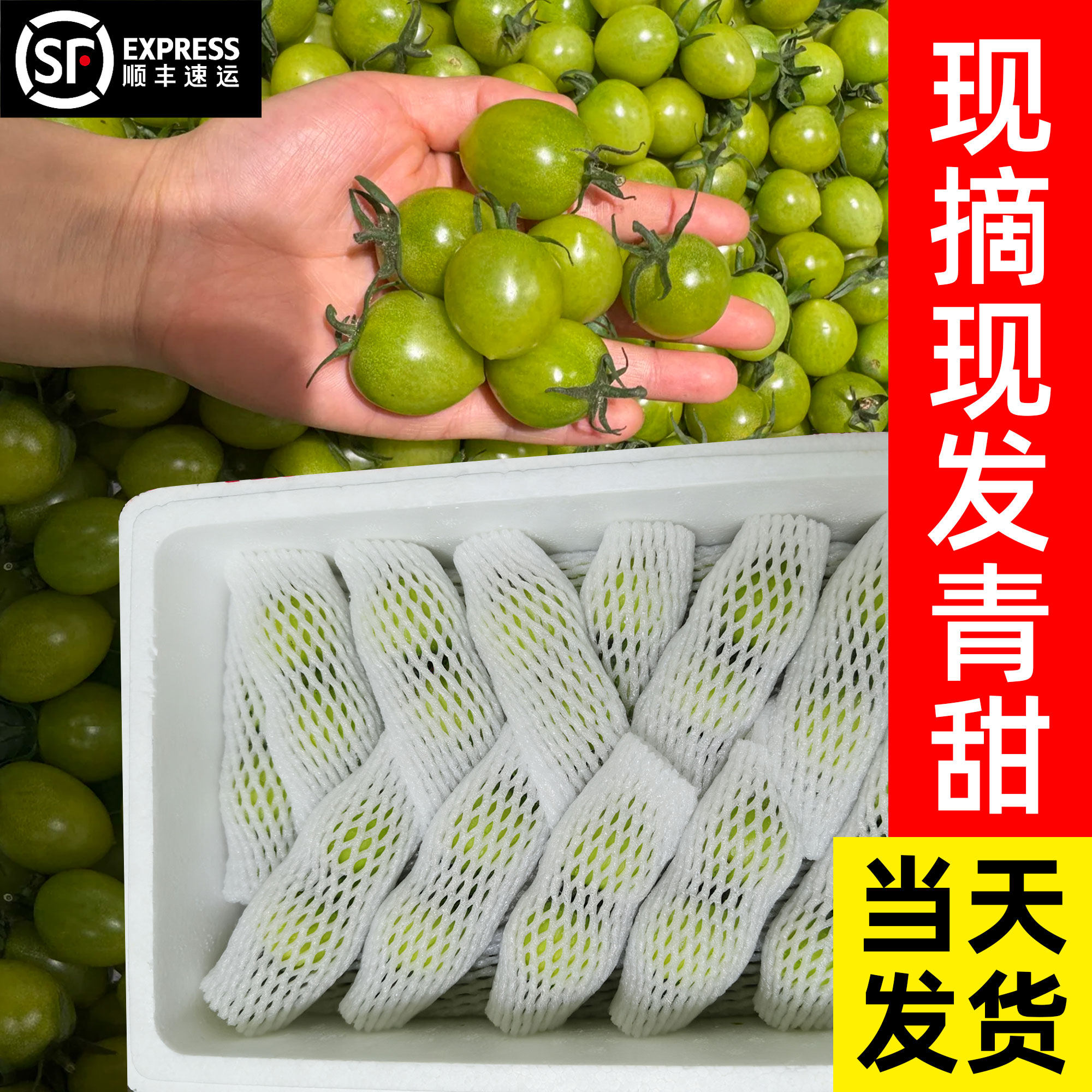 正宗青甜2号小番茄绿色千禧圣女果水果小西红柿青口蜜二号小番茄