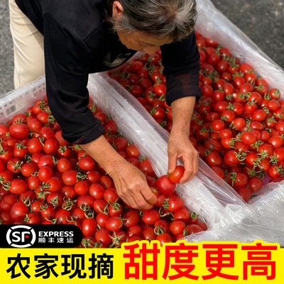 顺丰包邮】山东圣女果千禧小番茄