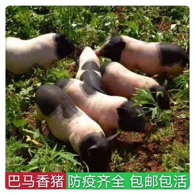 巴马香猪苗小香猪种猪幼崽猪仔幼苗猪仔苗散养纯种香猪苗活物猪猪