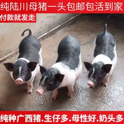 正宗巴马香猪肉广西巴马香猪散养土猪肉跑山猪农家原生态家猪