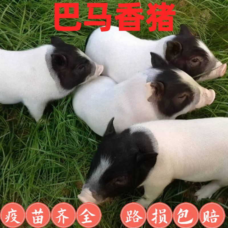 纯种巴马香猪猪苗幼苗小香猪活体种猪烤乳猪母猪幼崽猪仔散养健康