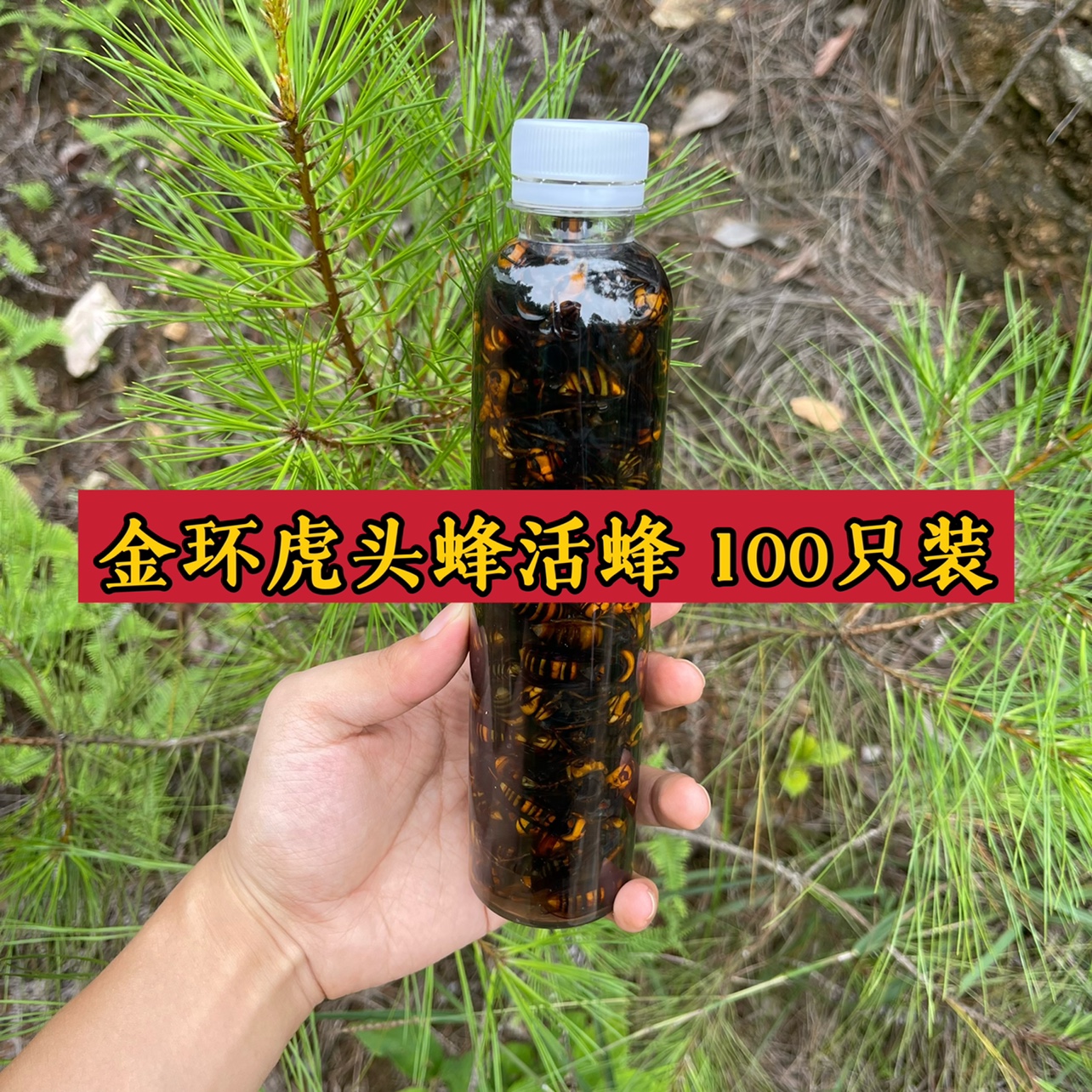 金环虎头蜂活蜂黑尾胡蜂诱蜂水原材料可直接调配【下单送配方】