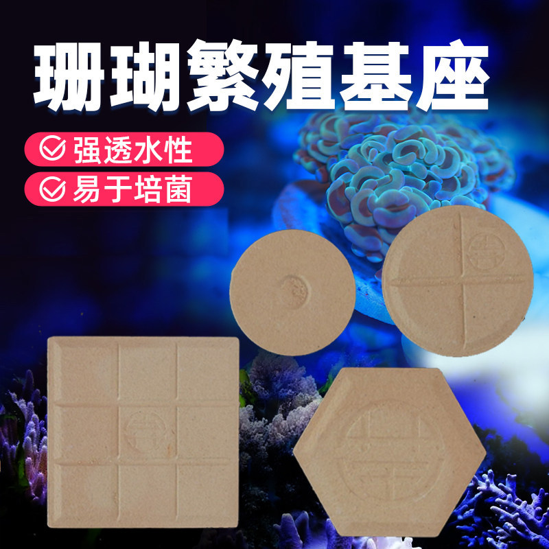 基座珊瑚底座繁殖基座