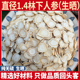 吉林1.4人参片 长白山生晒参切片泡水散装 干人参参片泡茶白参片