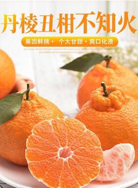 四川丑橘不知火丑八怪新鲜包邮