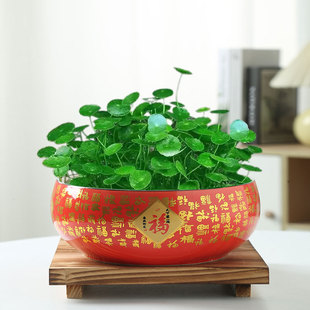 铜钱草水培花盆金钱草专用陶瓷大号水仙花水养碗莲睡莲绿萝容器