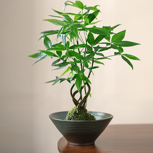 简约中式托盘蕨类植物专用盆陶瓷水培器皿实用苔藓球花盆创意盆栽