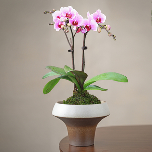 蝴蝶兰花盆套盆无孔蕨类植物专用盆陶瓷水培器皿格苔藓球花盆托盘