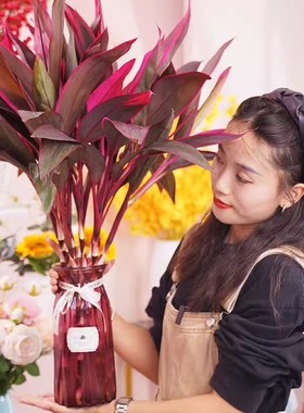 紫色富贵竹红富贵竹植物水培养客厅招财开运步步高升四季盆栽花卉