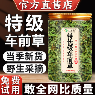 车前草野生新鲜干货官方旗舰店中药材泡茶水喝 功效与作用酸降尿