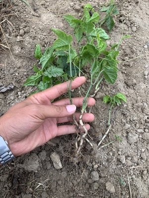 贵州三叶青苗 三叶崖爬藤 石猴子 金丝吊葫芦 金线吊葫芦苗