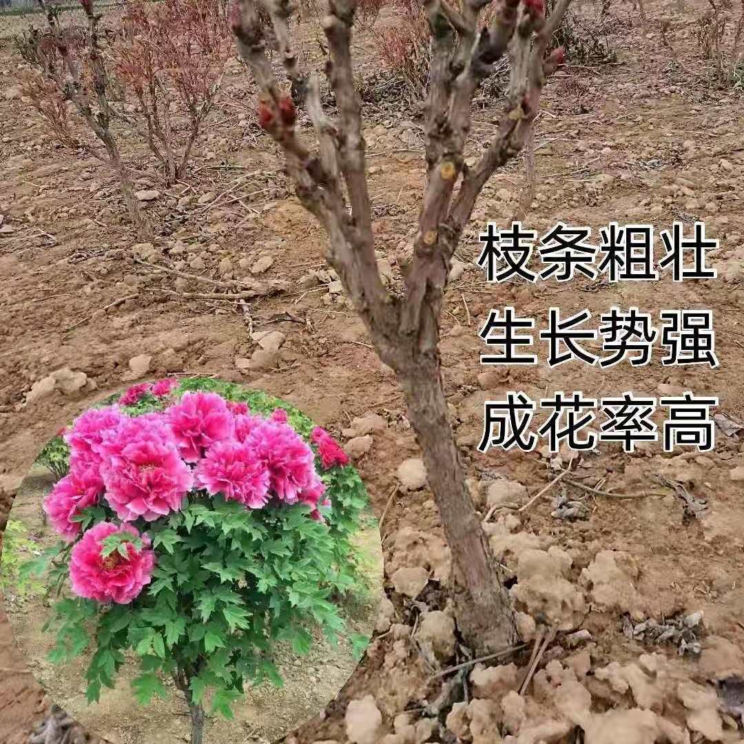 菏泽观赏独杆牡丹树绿植花卉大全重瓣大花花王庭院大盆植物养易活