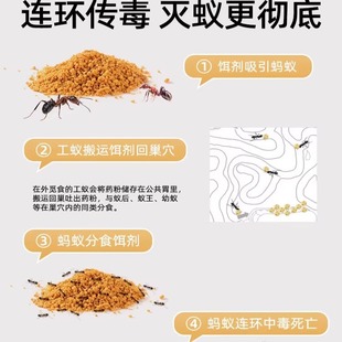 蚂蚁药家用一锅端红白蚁防治专用室内非无毒杀蚁饵剂户外全窝