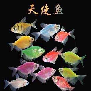 陕西发货顺丰包邮七彩天使鱼小型热带鱼不掉色不褪色彩色小鱼好养