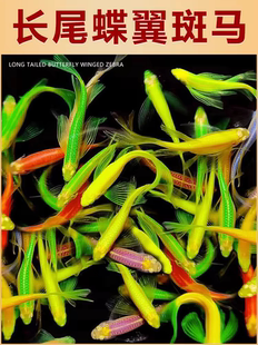 包邮蝶翼斑马鱼长尾蝶翼小型热带淡水鱼草缸混养皮实耐活可繁殖