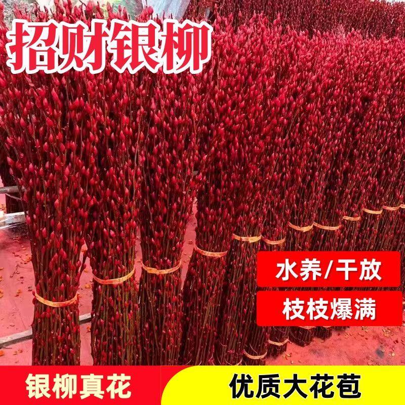 银柳春节年宵花红色装饰客厅仿真鲜枝干花插花年宵花喜庆春节花卉