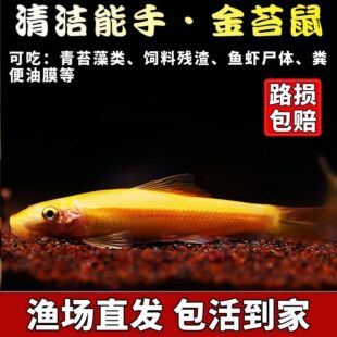 清洁清道夫鱼金苔鼠热带粪便观赏鱼鱼缸除藻工具小型老鼠鱼清苔鼠