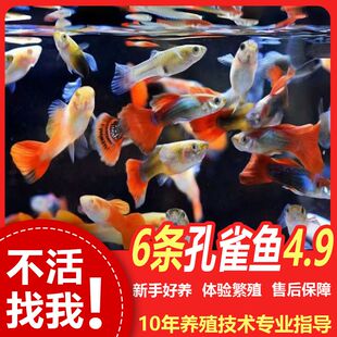 孔雀鱼观赏鱼热带纯种小鱼小型鱼淡水好养热带鱼耐活金鱼凤尾鱼苗