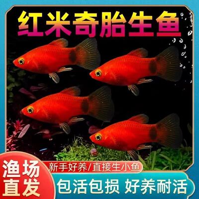 米奇月光皮球好养活胎生鱼易繁殖混养小型观赏鱼玛丽孔雀鱼热带鱼