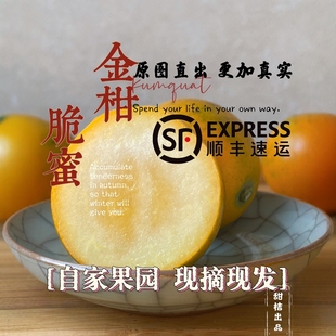 正宗广西融安金桔脆蜜金柑现摘现发纯甜无籽自家果园直发顺丰包邮