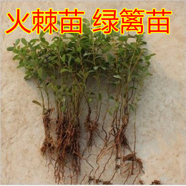 火棘小苗火棘苗庭院花卉围墙篱笆绿化树苗带刺植物火棘球火棘果