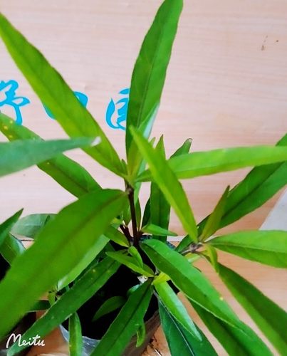 小驳骨种植 接骨草尖尾凤盆栽中草药接骨筒乌骨黄藤接骨木盆栽