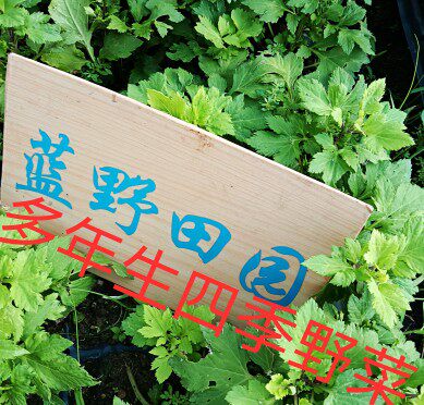 包邮食用珍珠花菜苗红经艾苗菜苗真珠菜苗 鸭脚艾苗珍珠菜红艾菜