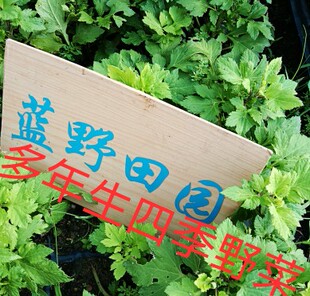 包邮食用珍珠花菜苗红经艾苗菜苗真珠菜苗 鸭脚艾苗珍珠菜红艾菜