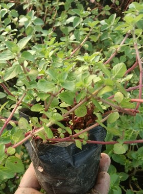 水香菜带根盆栽老红根水香菜种植阳台盆栽特产菜傣味火锅菜
