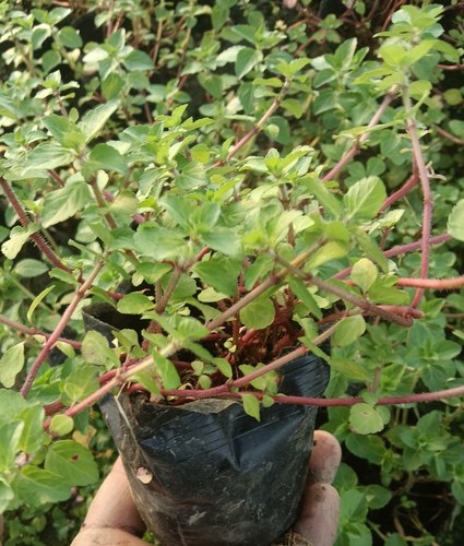 水香菜带根盆栽老红根水香菜种植阳台盆栽特产菜傣味火锅菜