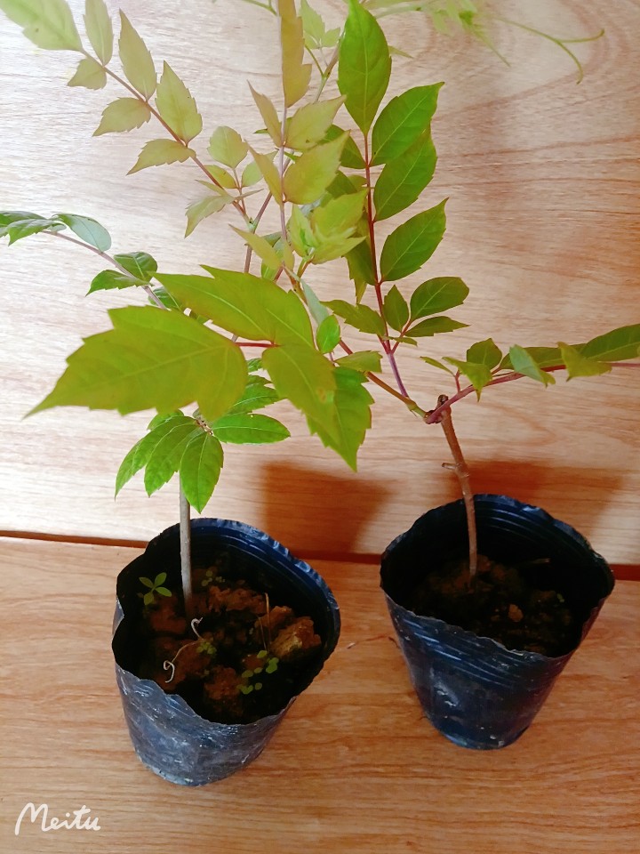 莓茶苗藤茶苗茶莓盆栽茶甘露茶神桌面绿植