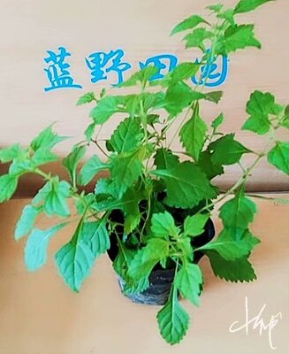 包邮冬凌药材茶苗慢性咽炎盆栽