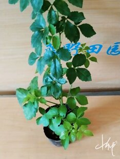 簕菜苗苦刺心苗鹅掌簕三叶五加三加皮刺三加白刺尖野菜带土 包邮