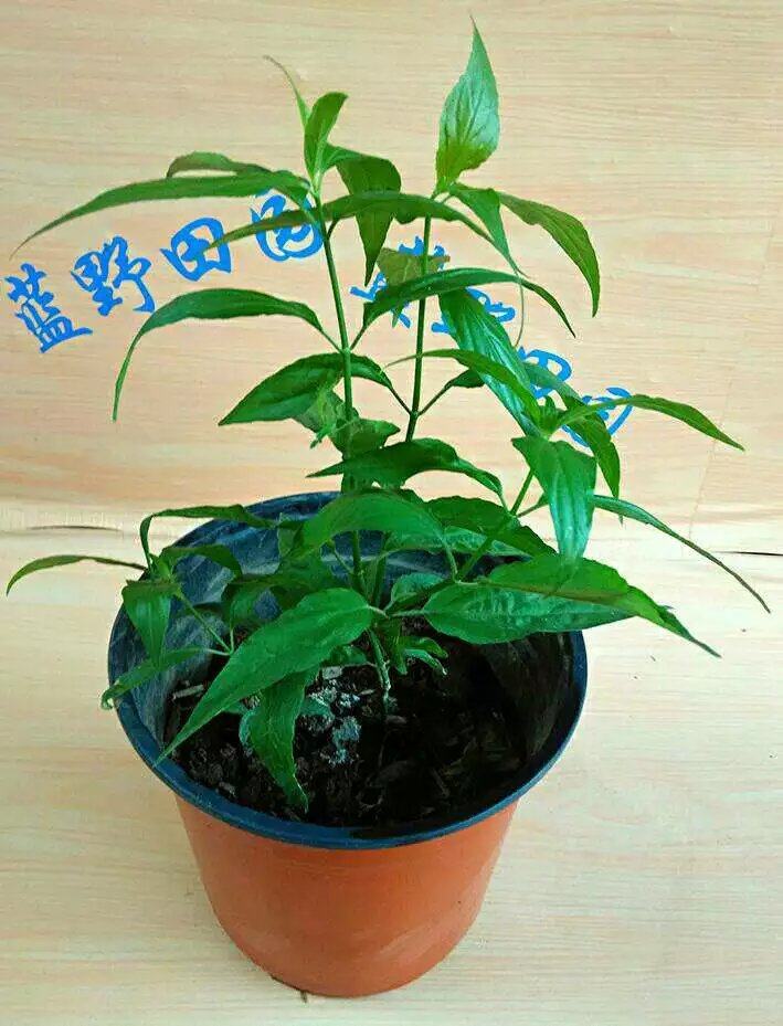 优顿草盆栽 黎王草 优盾草 优遁草苗  多根多枝 易活易种包成活