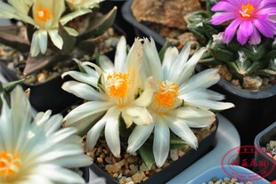 龙牙牡丹岩牡丹属实生仙人球种子苗乳黄花色Ariocarpus trigonus