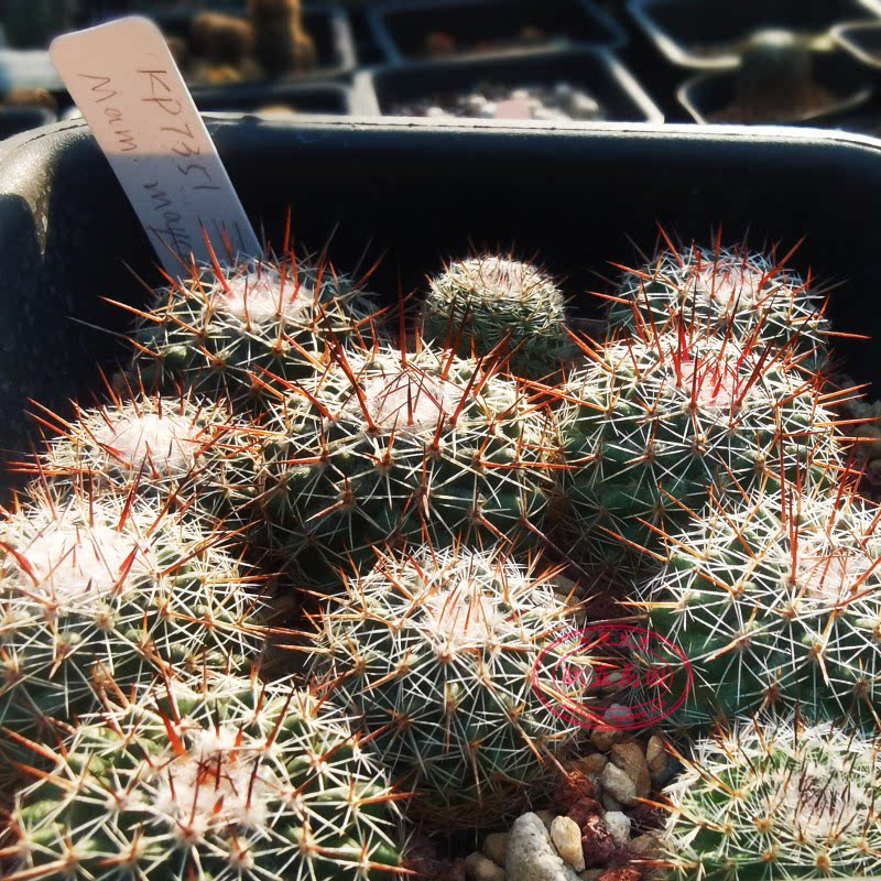 乳突属仙人球美花美刺mammillaria maycobensis rog 705