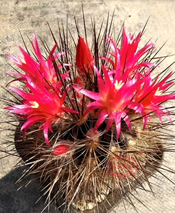 混乱玉极光球属强刺美花仙人球Eriosyce villosa自收种子10粒