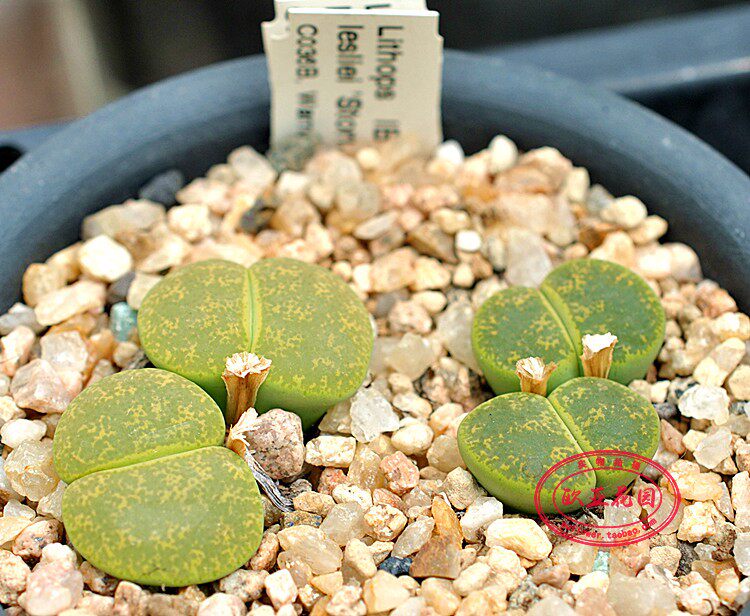 PP花 屁股花 番杏科 生石花C36B自收 播种种子