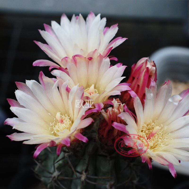 豪刺素妆仙人球欧亚阳台容易