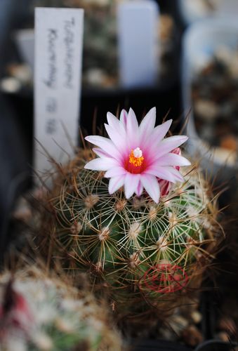 白琥熏染丸娇丽属仙人球自收种子TURBINICARPUS KNUTHIANUS MZ726