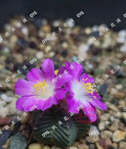 红龙五星海星花龙花笼种子实生