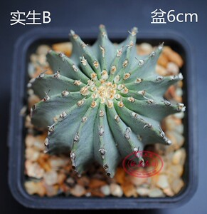 仙人球种子薄叶花龙实生输入种子