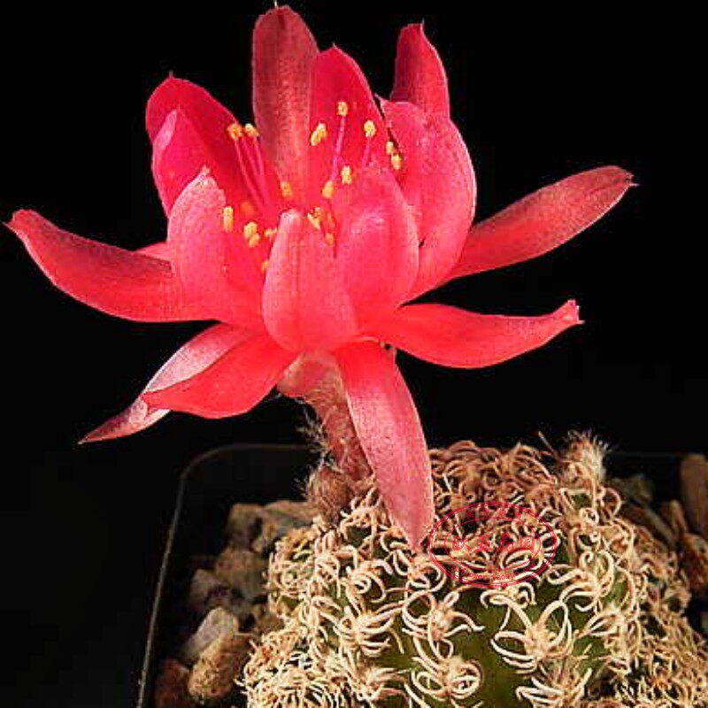 乌艳丸方便面丽花球属仙人球lobivia schieliana v. unguispina