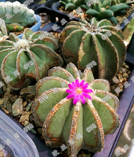 辛顿欣顿花龙赤红花花笼皱棱球属实生仙人球苗Aztekium hintonii