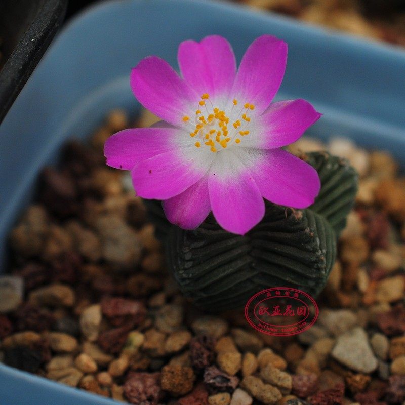 aztekium valdezii 实生 稀有仙人球 皱棱球属 海星花龙 红龙成株